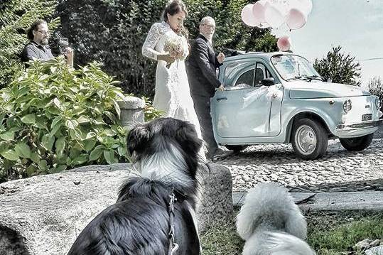 Orma di Maya - Wedding Pet Sitter