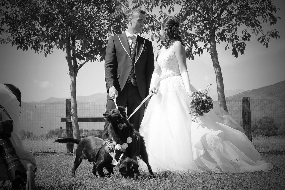 Orma di Maya - Wedding Pet Sitter