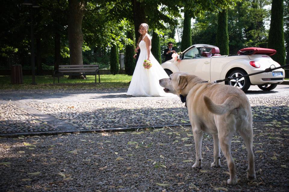 Orma di Maya - Wedding Pet Sitter