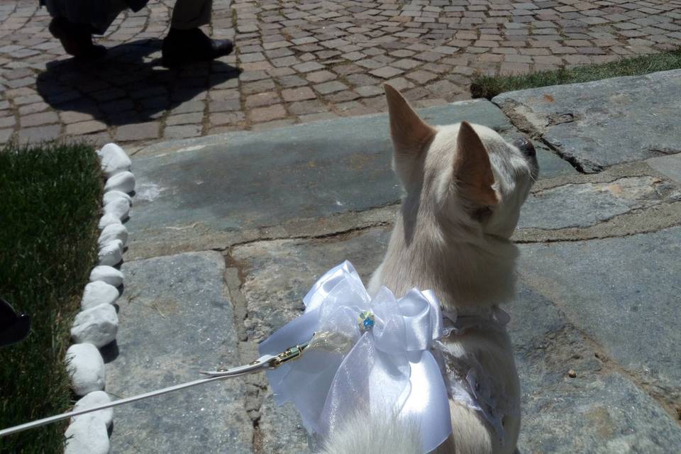 Orma di Maya - Wedding Pet Sitter