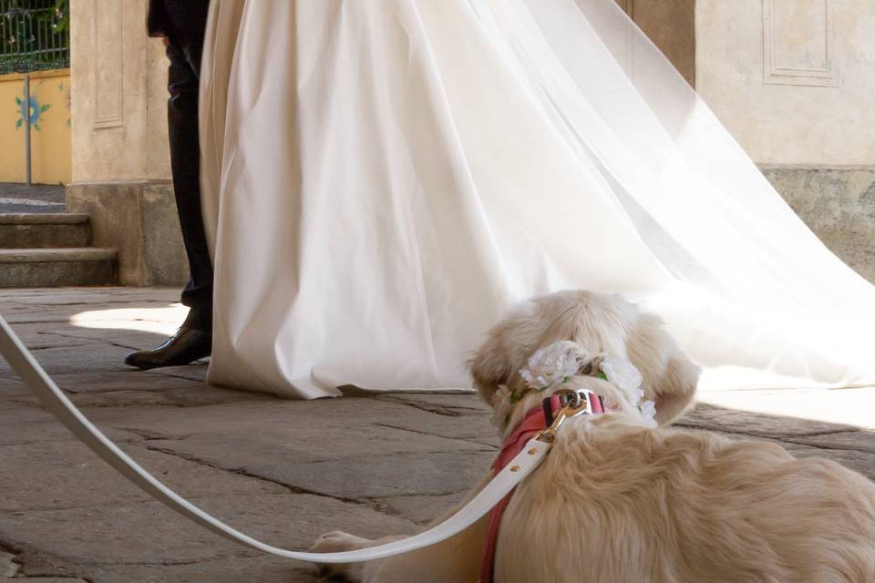 Orma di Maya - Wedding Pet Sitter