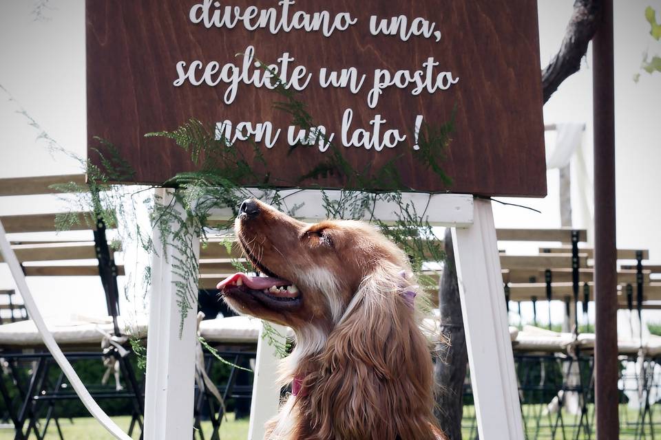 Orma di Maya - Wedding Pet Sitter