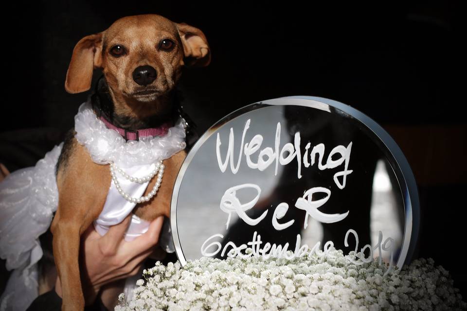 Orma di Maya - Wedding Pet Sitter