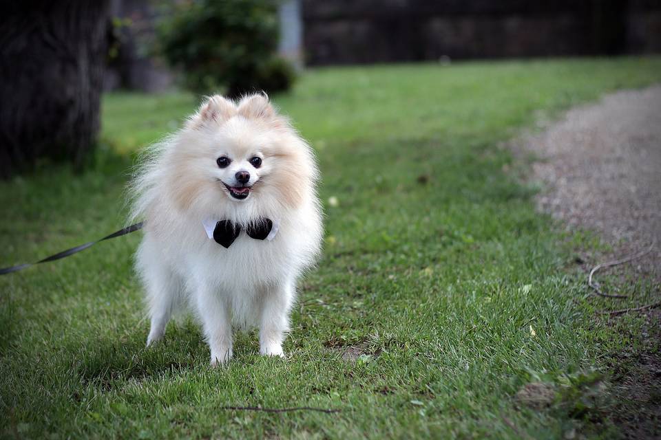 Orma di Maya - Wedding Pet Sitter