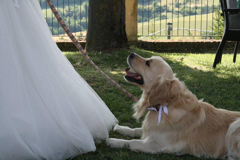 Orma di Maya - Wedding Pet Sitter