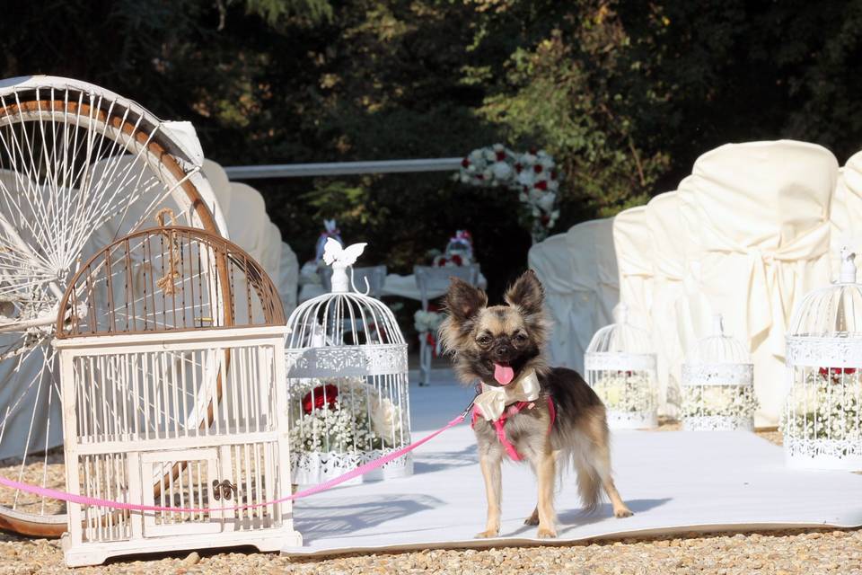 Orma di Maya - Wedding Pet Sitter