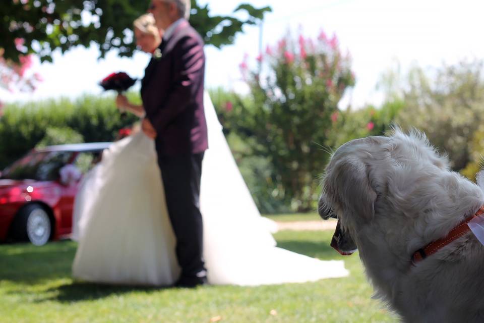 Orma di Maya - Wedding Pet Sitter