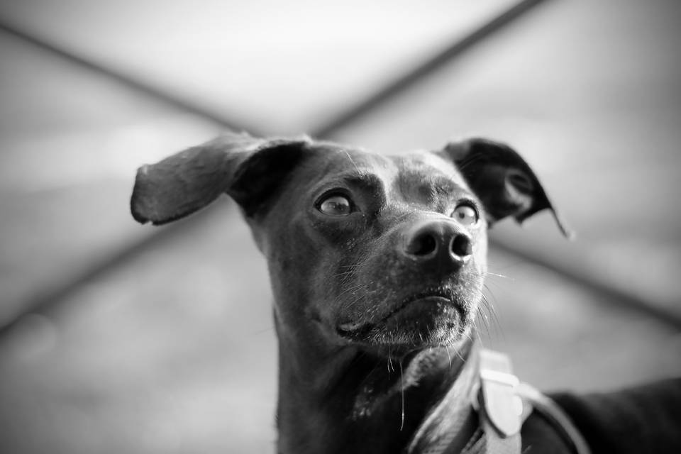 Fotografare i cani, 7 consigli della dog photographer per scattare  bellissime immagini - Pets 