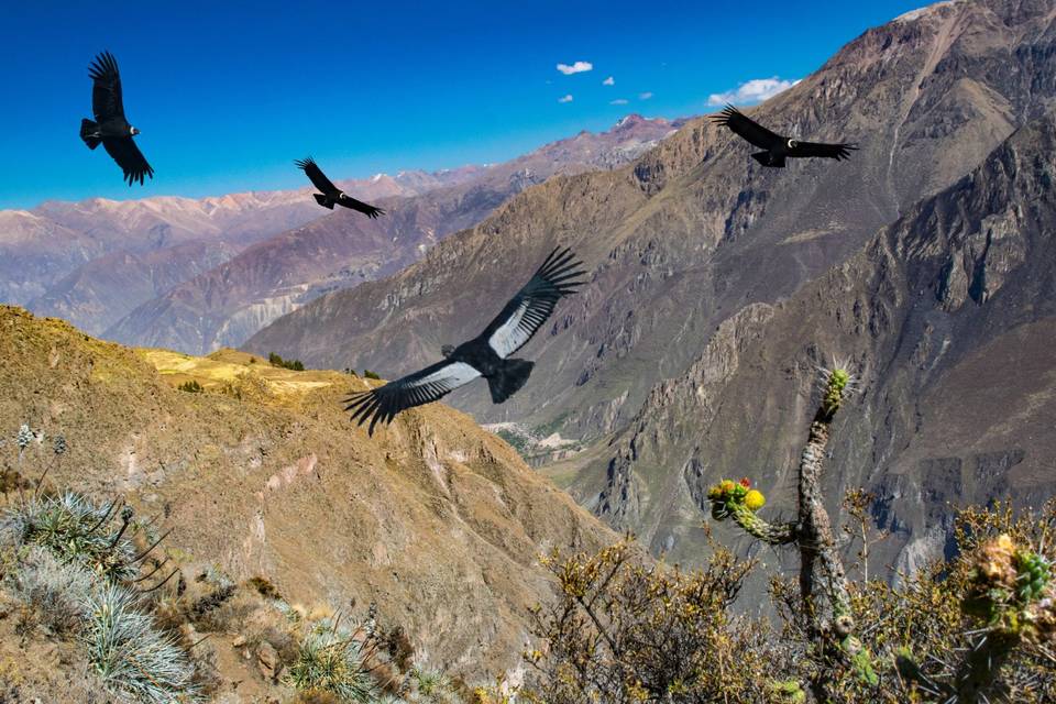 Condor peru