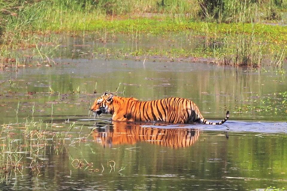 Tiger nepal