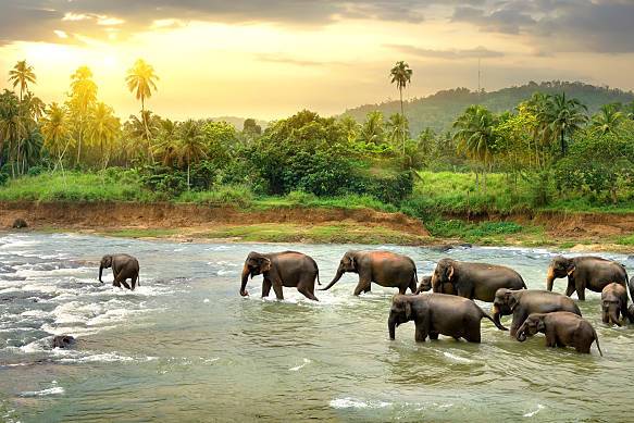 Sri Lanka elephants