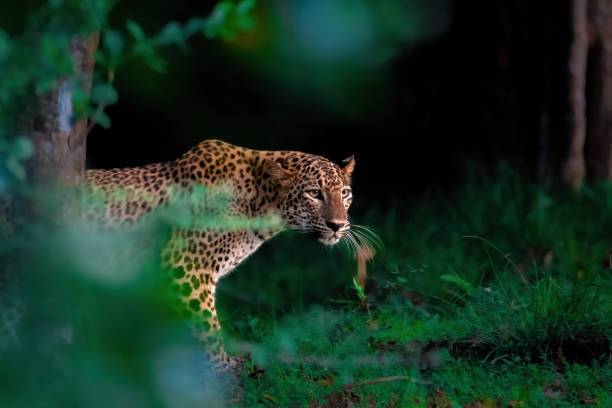 Leopardo Sri Lanka