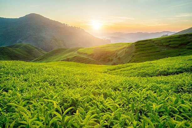 Landscape plantation