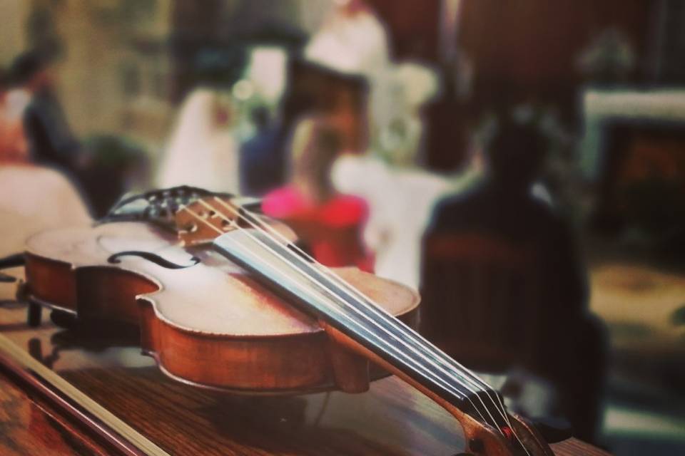 Violino