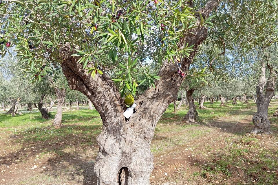 Bomboniere nell' albero