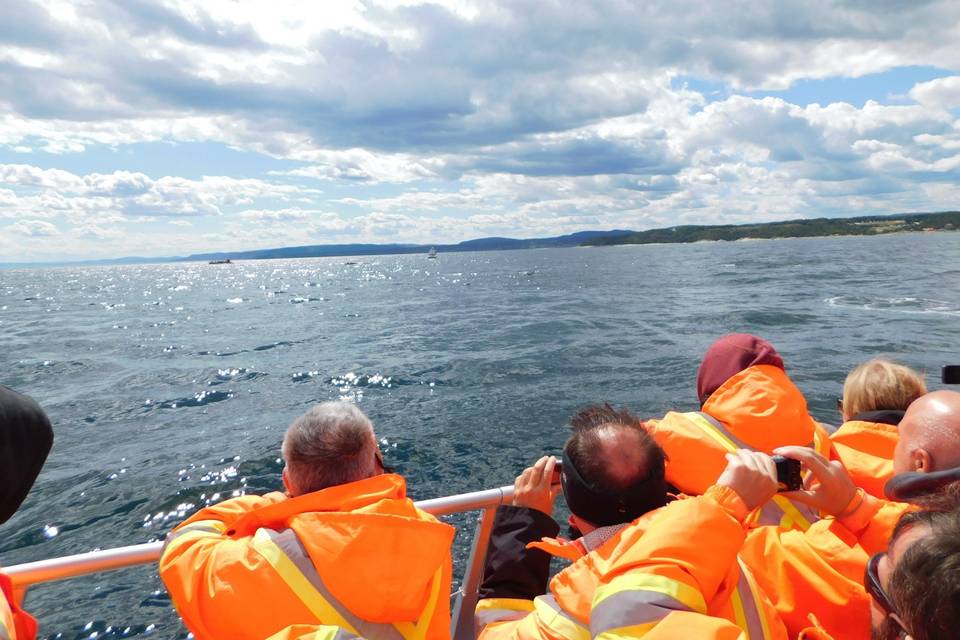 Avvistamento balene, Tadoussac