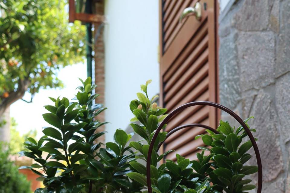 Bonsai