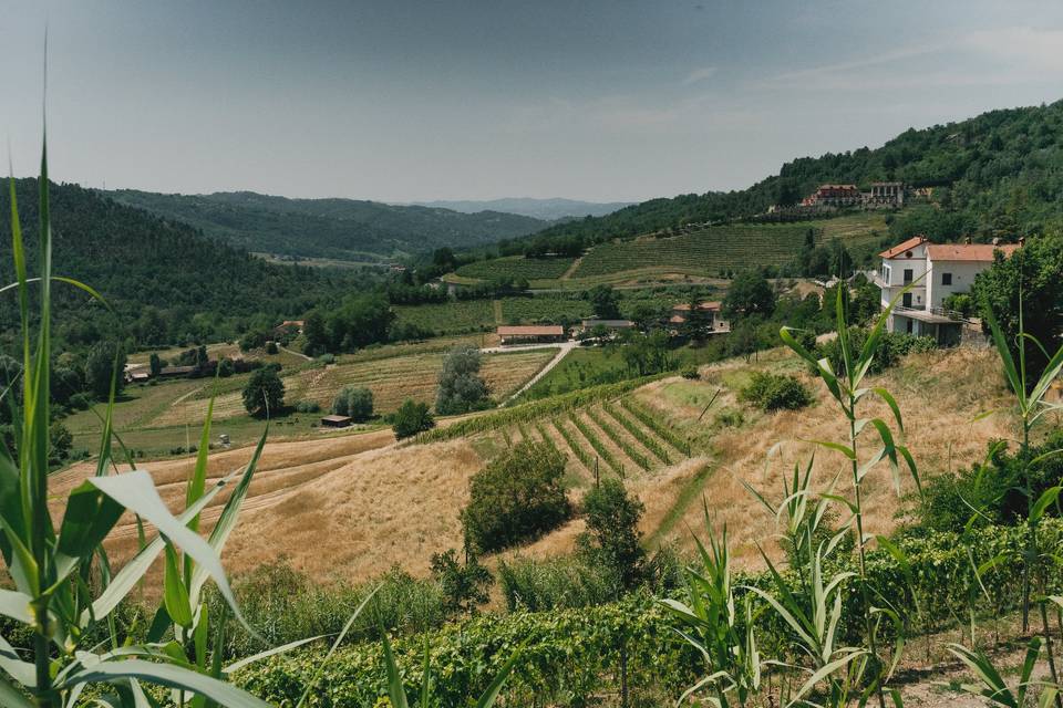 Vigna