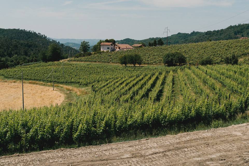 Vigna