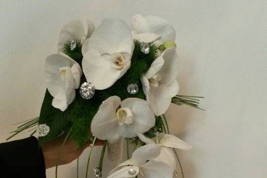 Orchidee