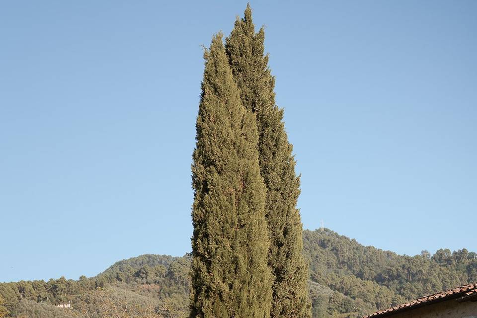 Esterni