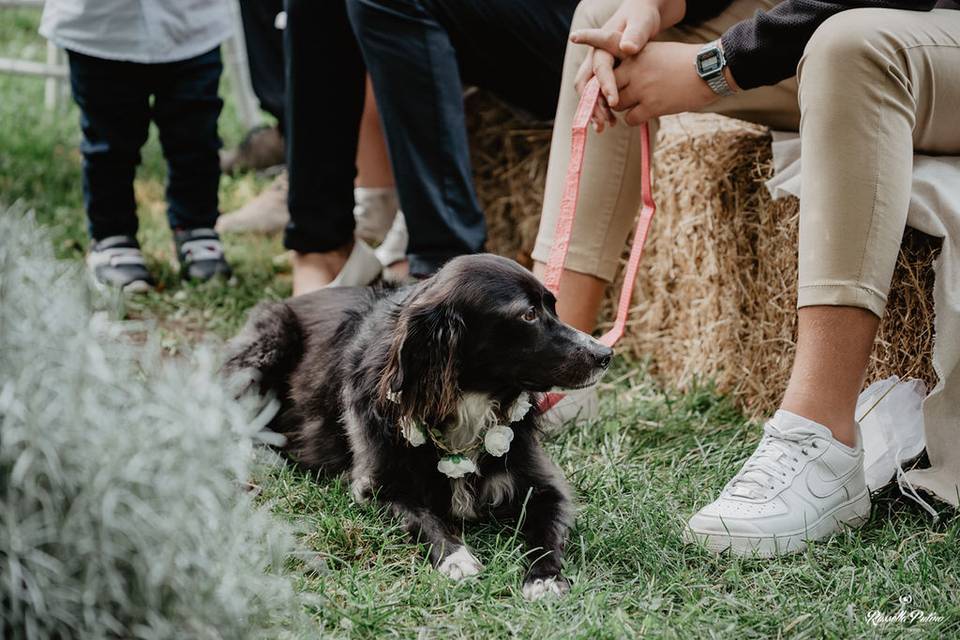 Cerimonia laica con cane