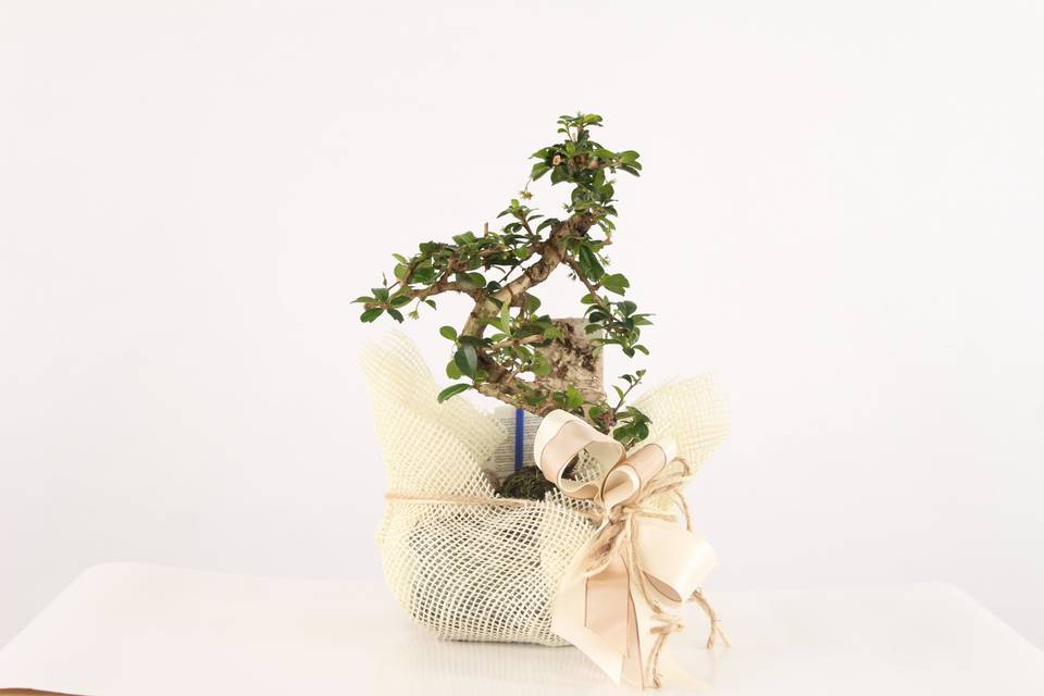 Bomboniera bonsai