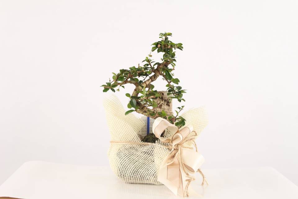 Spazio Bonsai