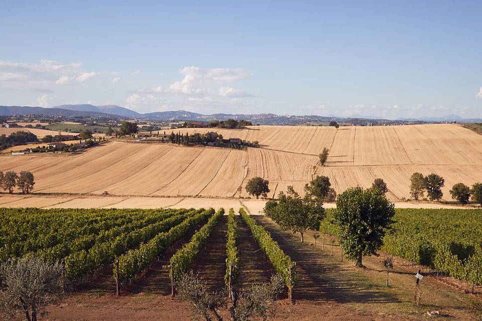 Tenuta dei Mori