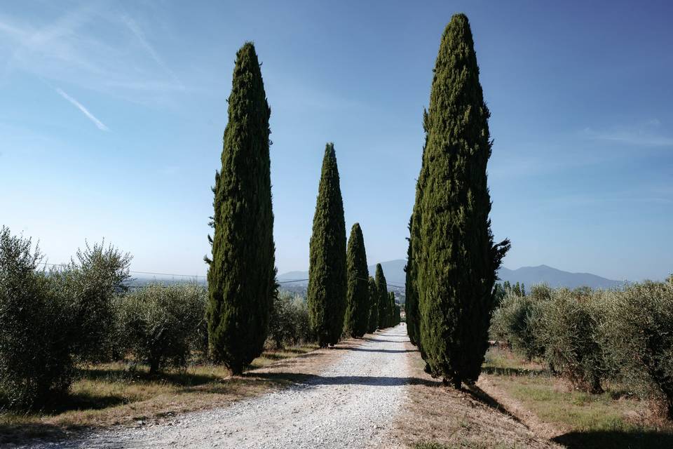 Viale dei cipressi