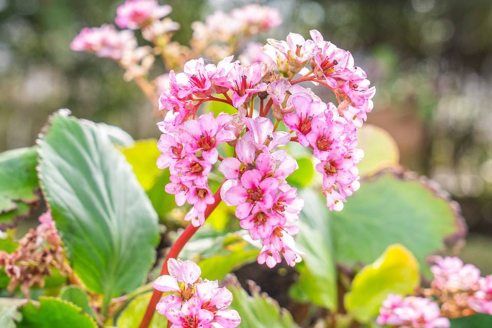 Fiori