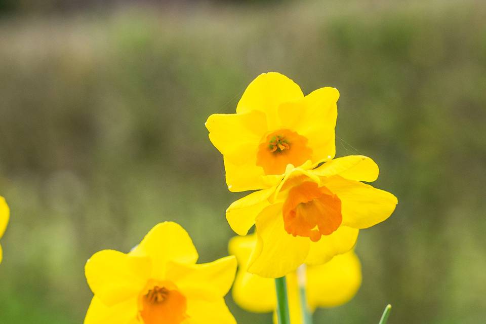 Fiori