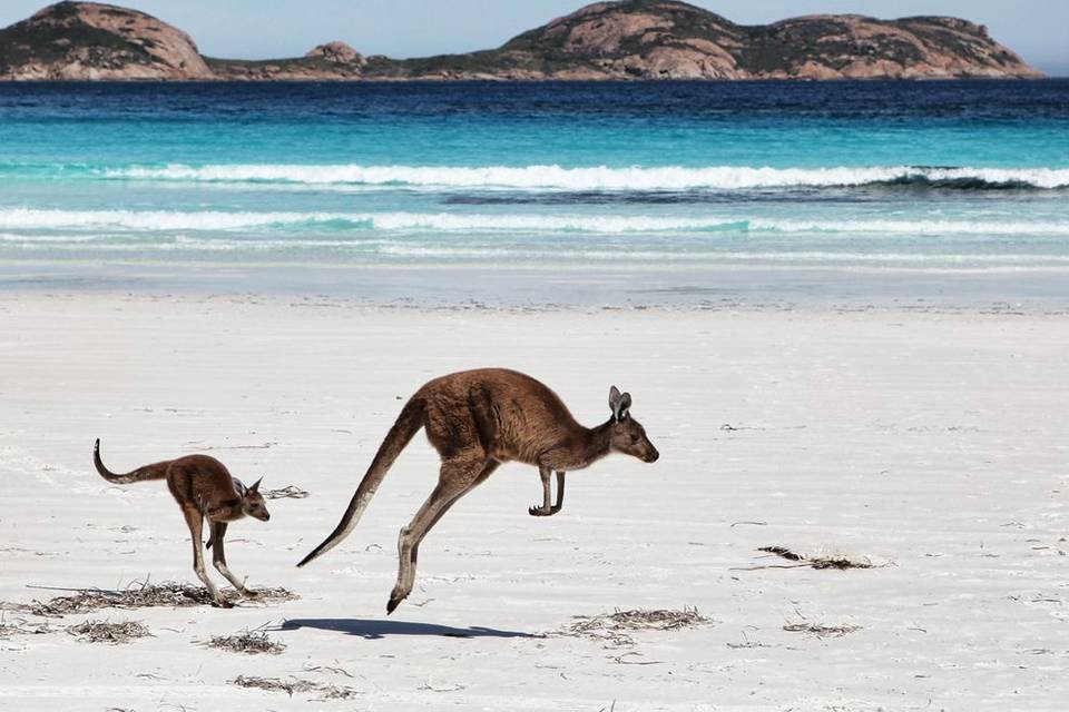 Australia- kangaroo island