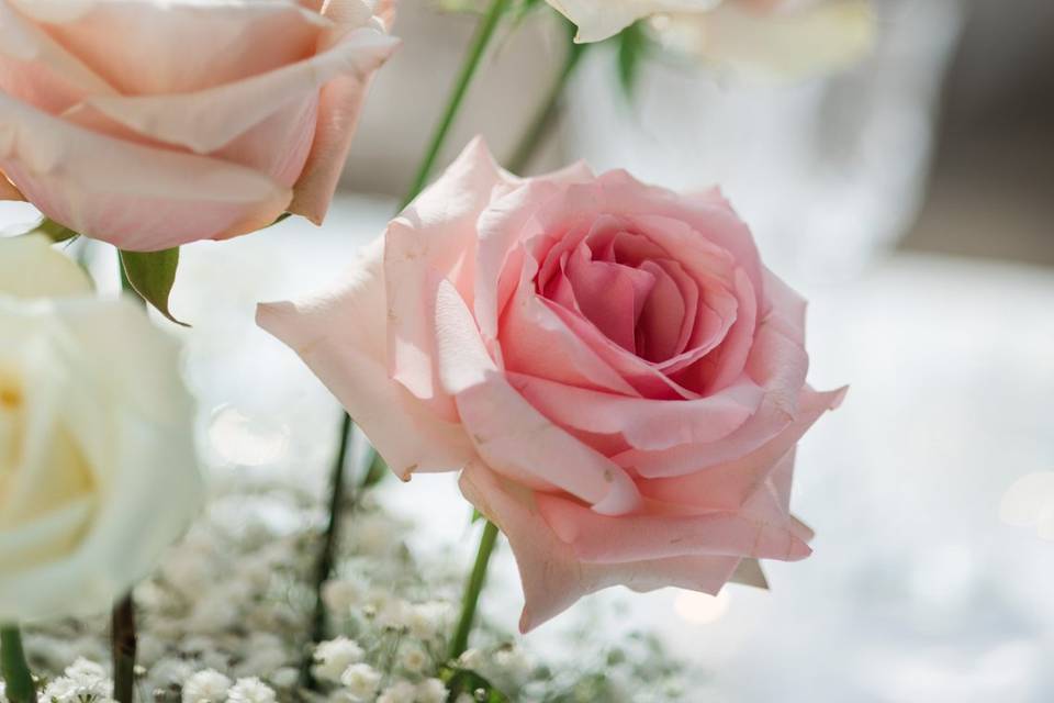 Bellezza e purezza in un fiore