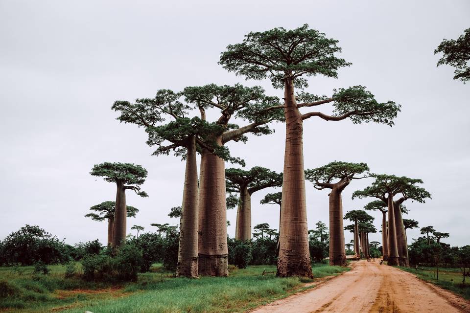 Viaggio di nozze Madagascar