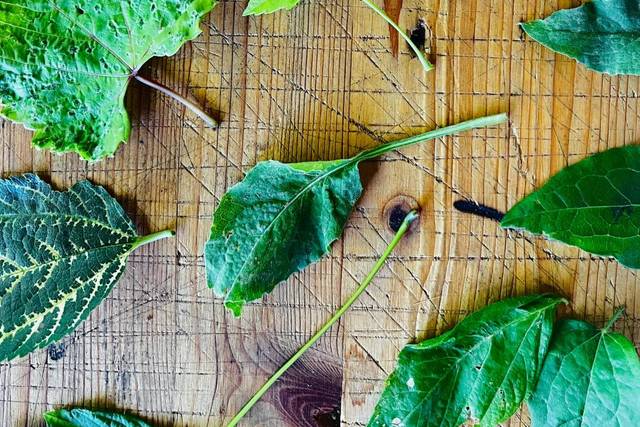 Osservazione Prodotti Naturali