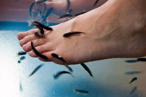 Fish Pedicure