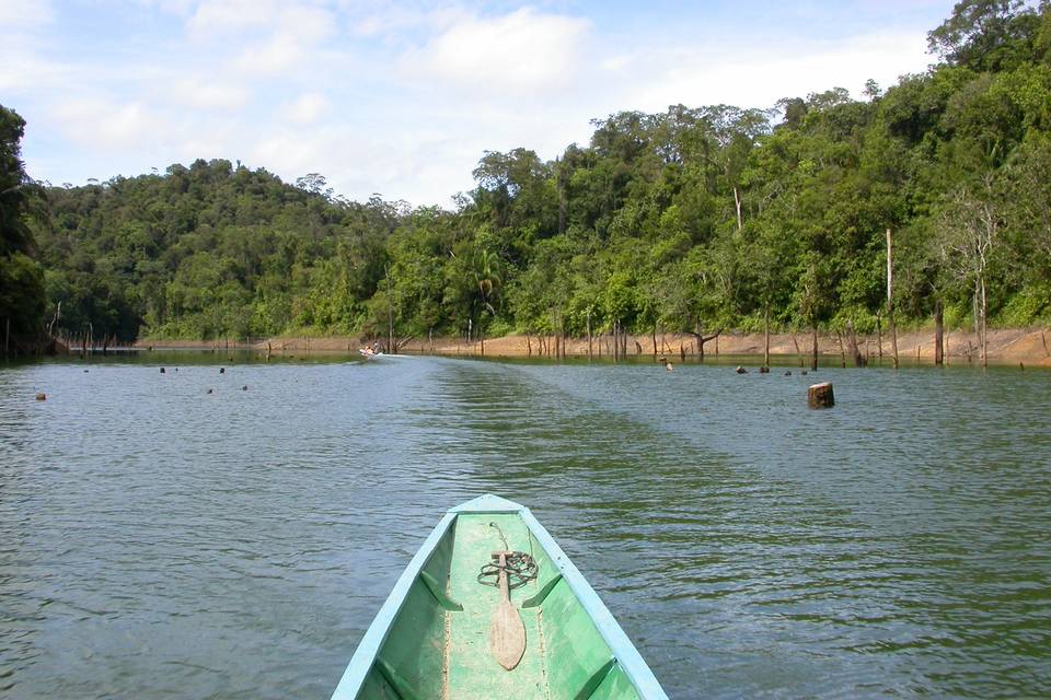 Voglia di Borneo Malese