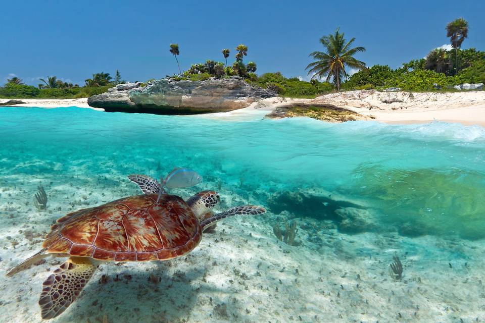 Voglia di Playa del Carmen