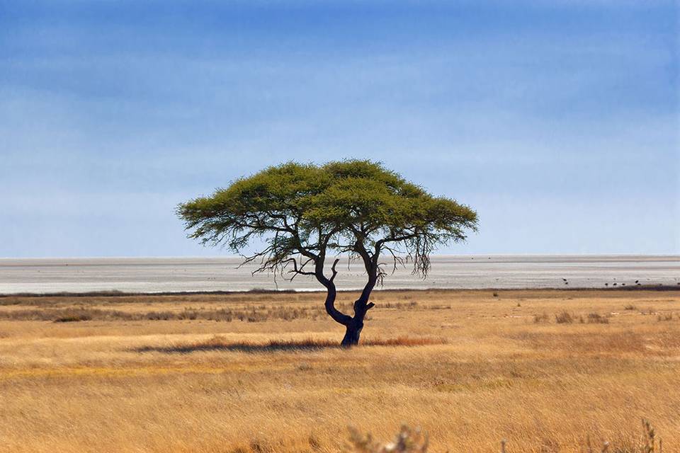 Voglia di Etosha