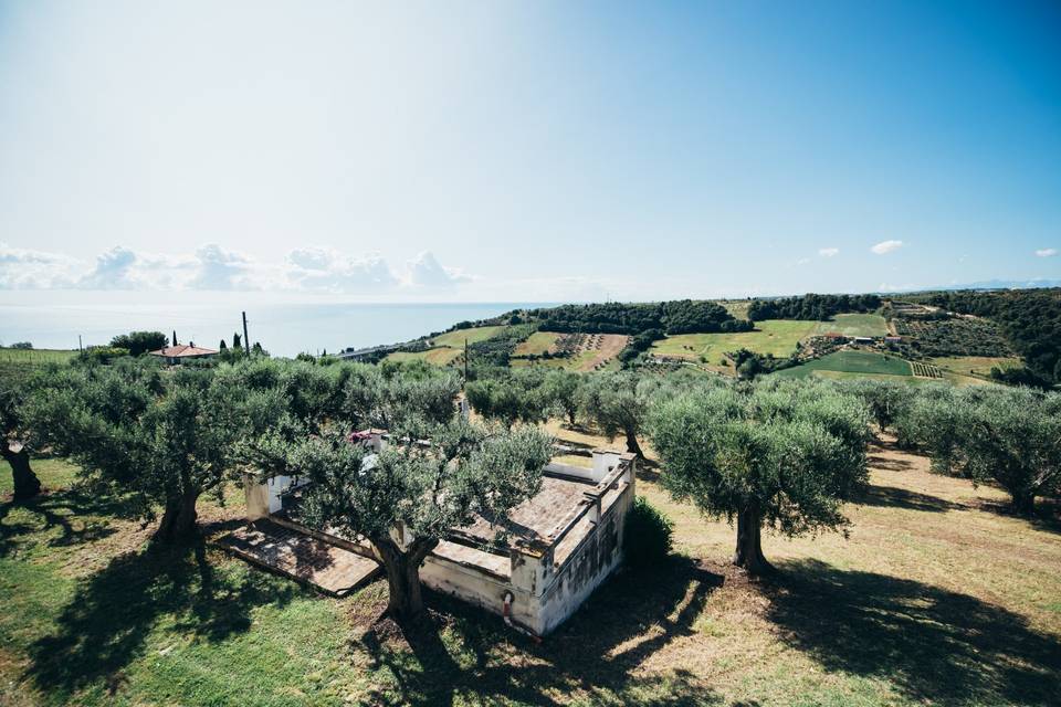La terrazza e l'oliveto