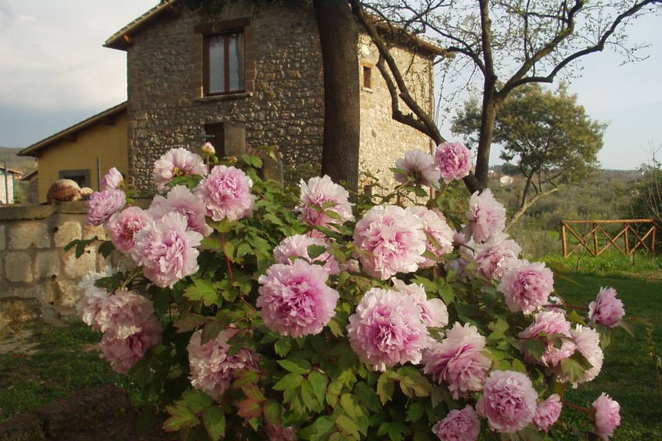 Podere La Branda BioAgriResort