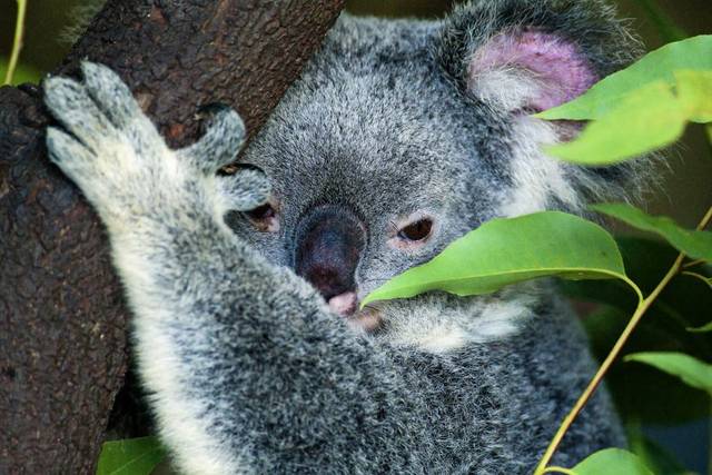 Australia