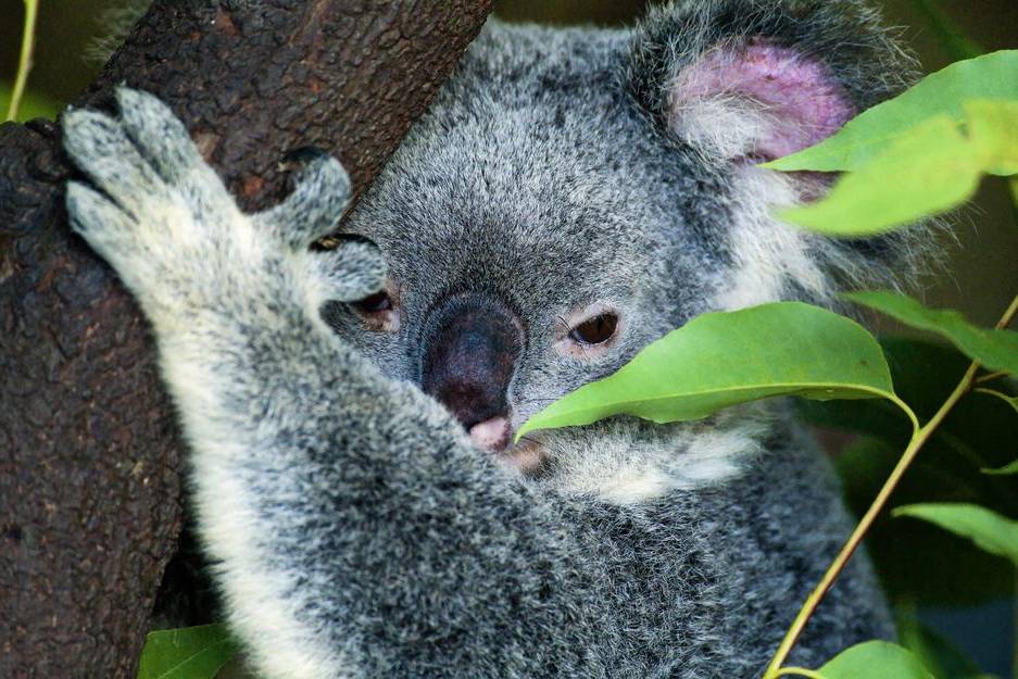 Australia