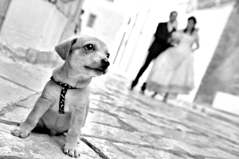 Fotografo matrimonio Puglia