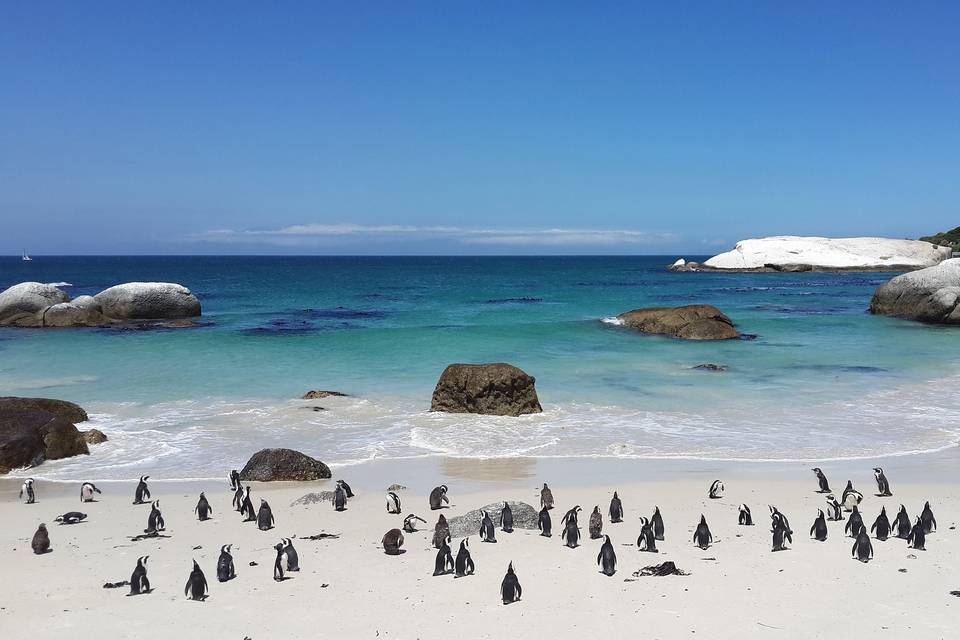 Boulders Beach Sudafrica