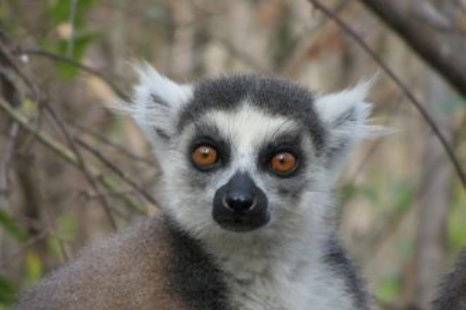 Viaggio di Nozze - Madagascar