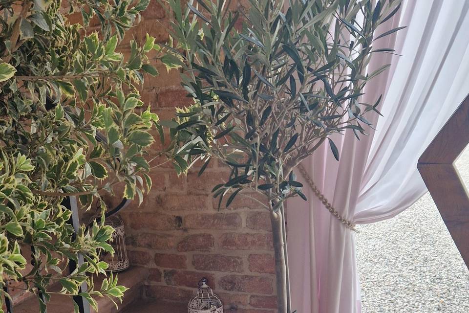Rito dell'Albero