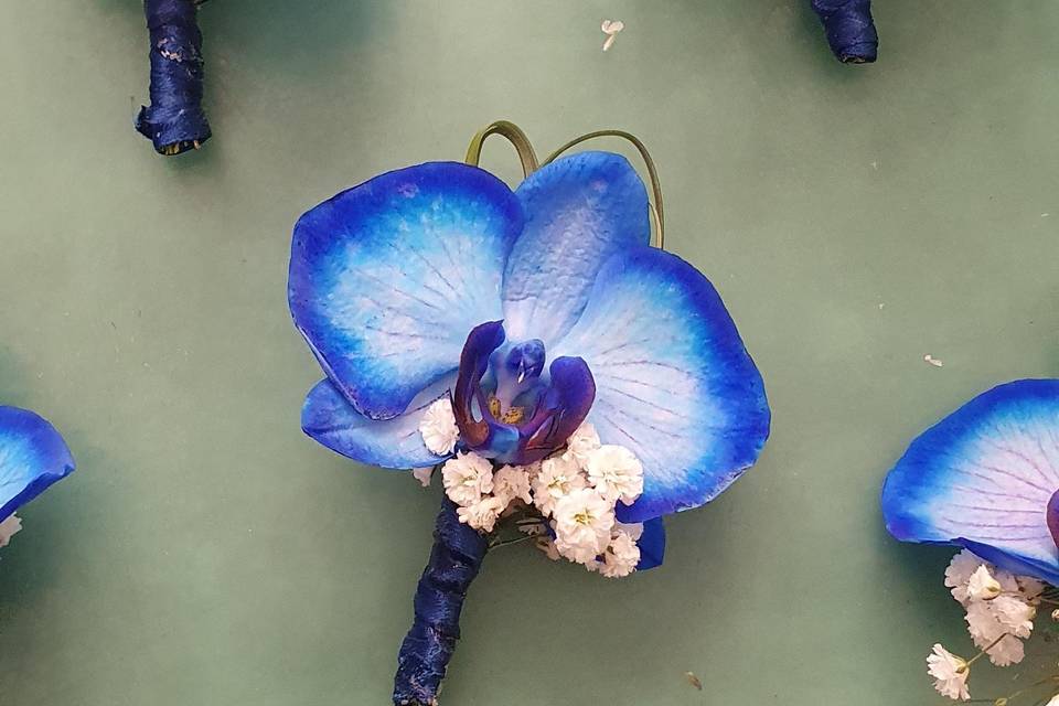 L'orchidea