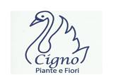 Il Cigno Fiori